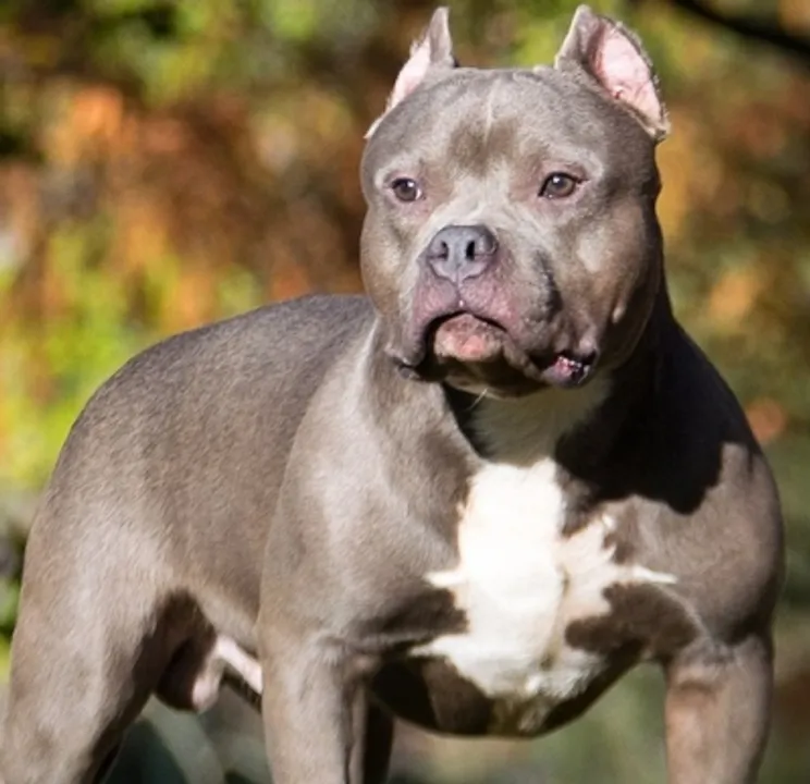  American Bulldog bites a 17-yr-old girl in Delhi, case registered