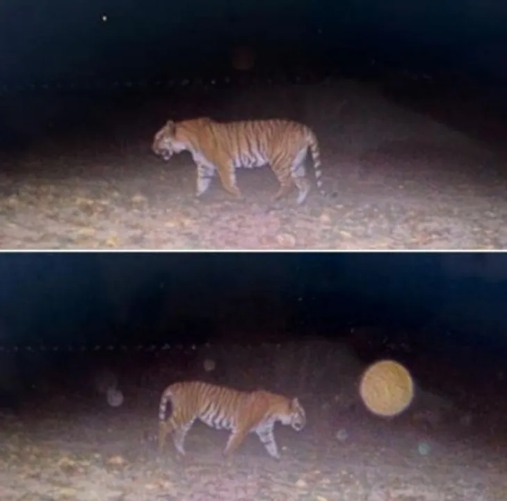  With tiger sighting in Haryana 1st time in 110 yrs, experts want multistate tiger reserve