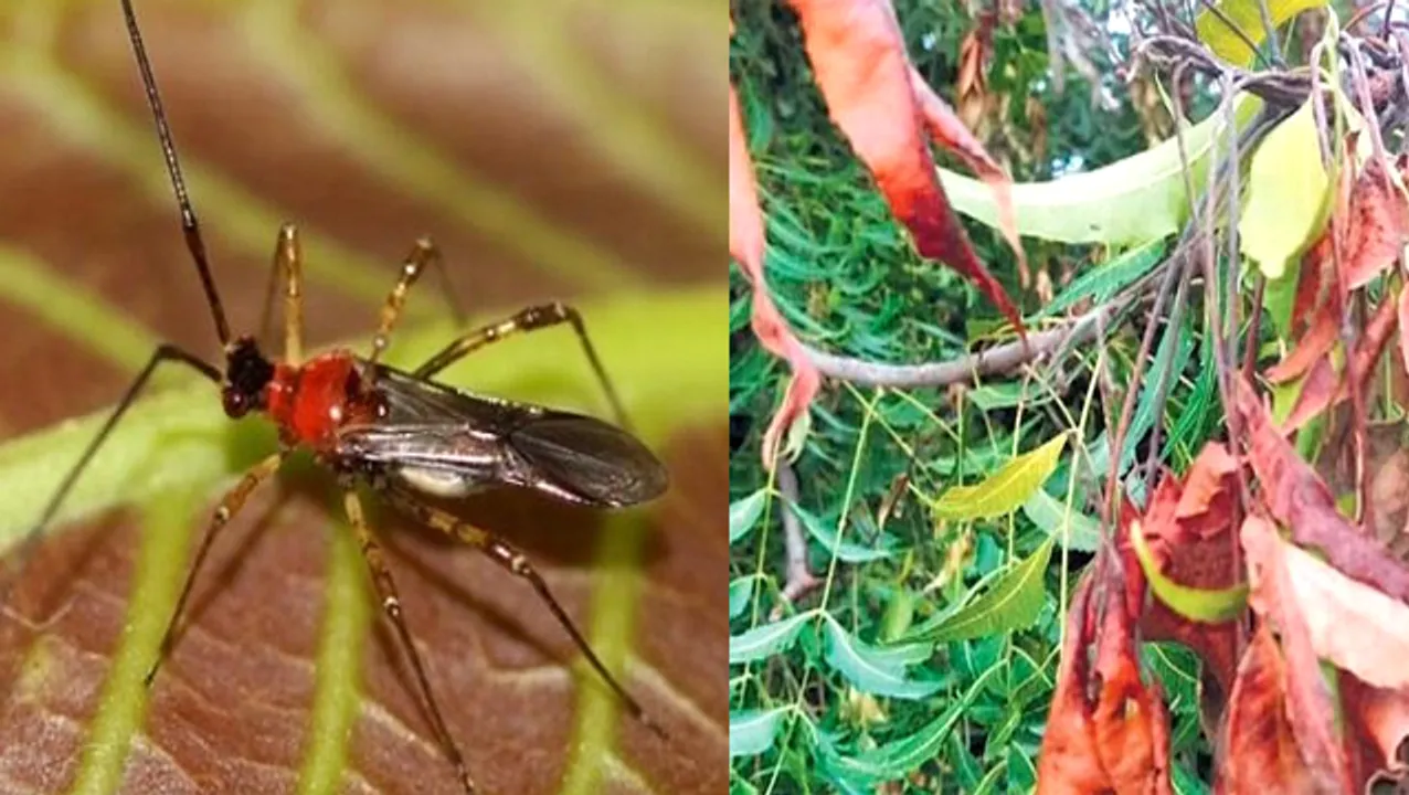  Growing presence of TM bugs could damage neem, cashew plantations in Odisha