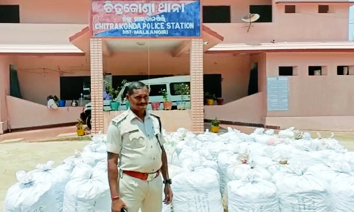  Cannabis worth around Rs 2.5 crore seized in Malkangiri district