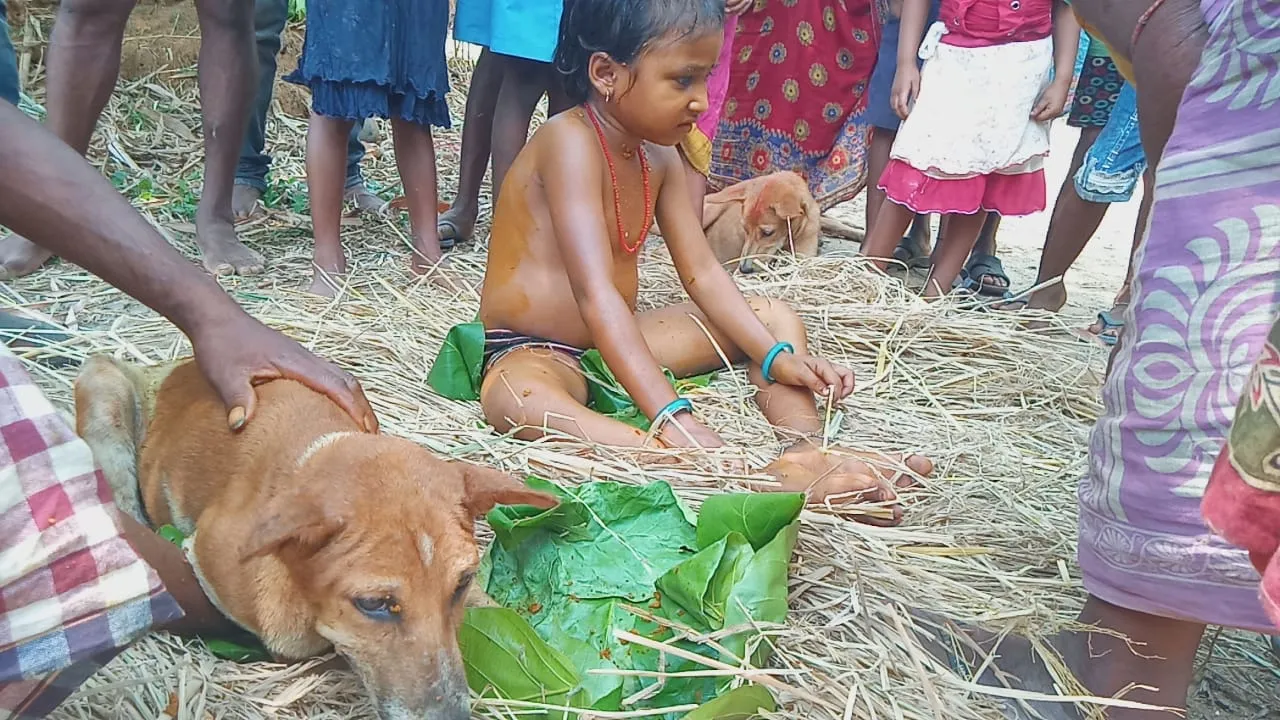  Two minors married to dogs to ward off bad omen in Odisha's Balasore