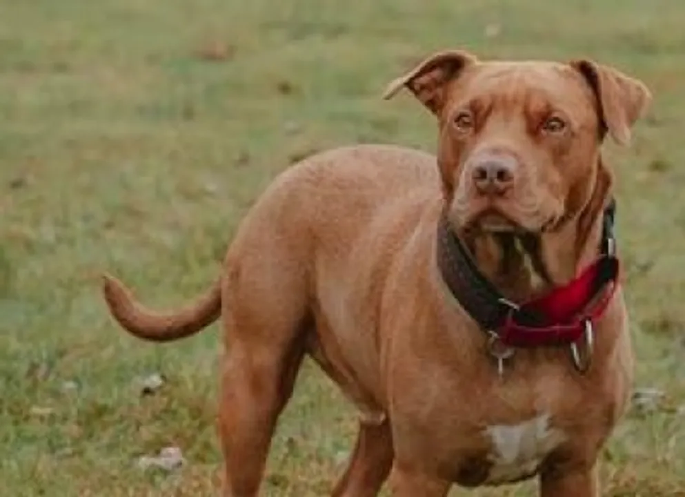  Pitbull attacks Haryana man's private part, dog beaten to death