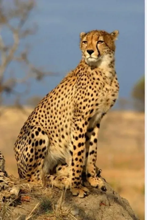  Second cheetah death at MP's Kuno within month raises questions over officials' efficiency