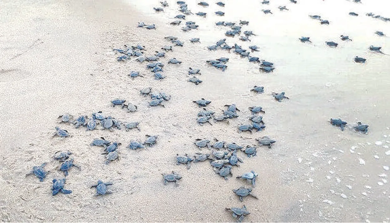  1 crore Olive Ridley turtles hatch on Odisha coast