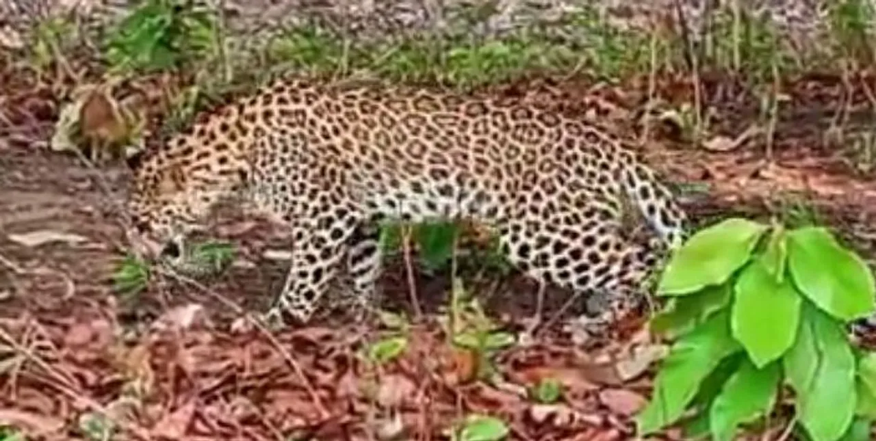  Leopard suffers from sunstroke at Odisha forest; rescued