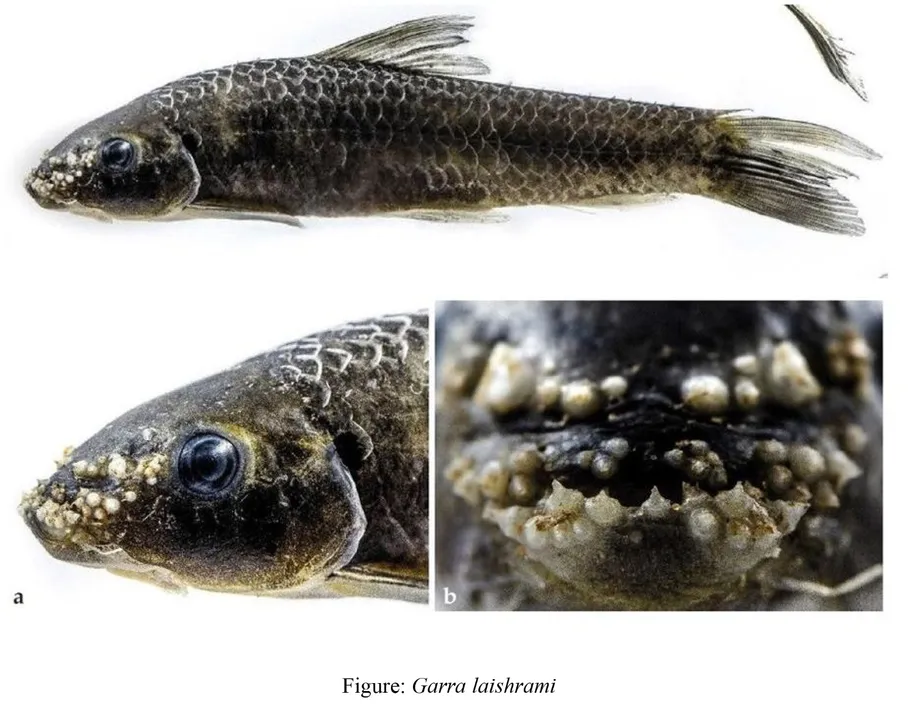  Central University of Odisha researchers find new freshwater fish from Kolab River