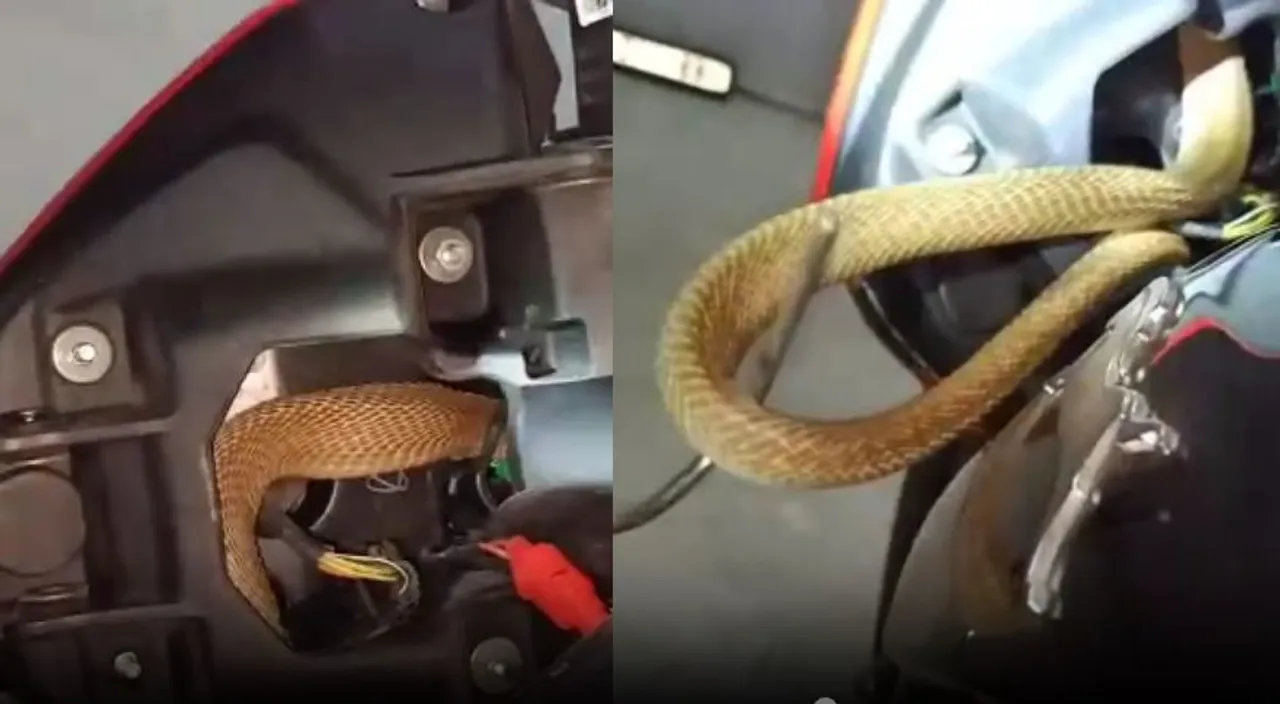  [Video] Cobra rescued from headlight box of newly-bought motorcycle in Odisha
