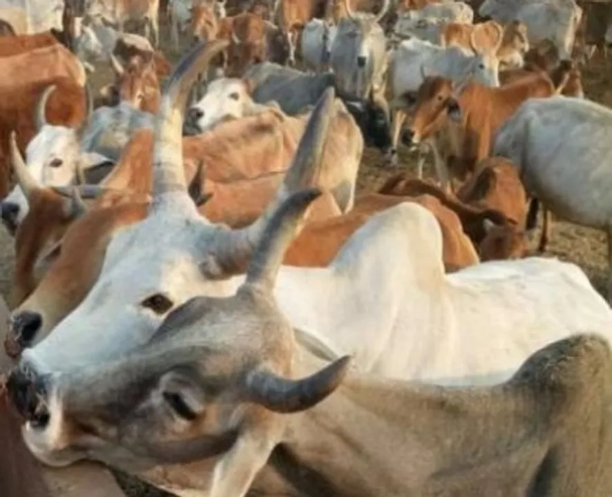  Men slaughter 18 animals at cow shelter in Uttar Pradesh's Etah
