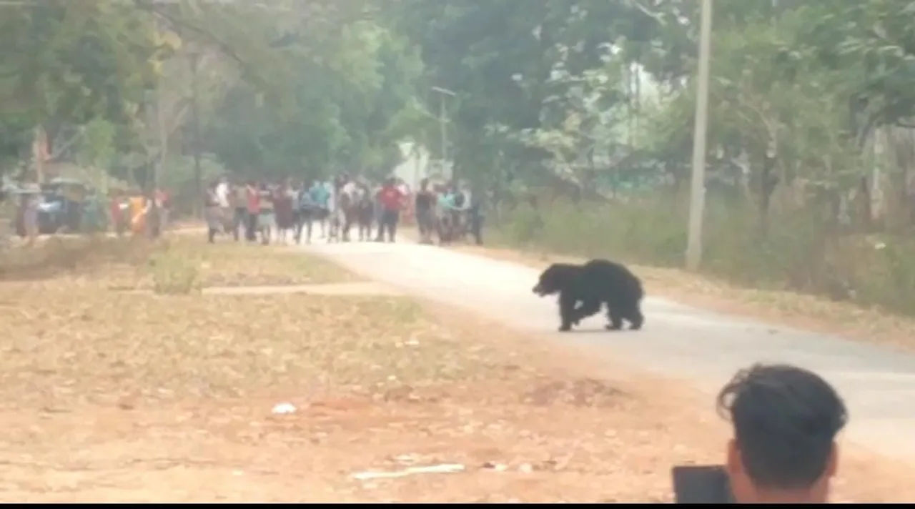  Bears stray into Odisha town, create panic among locals