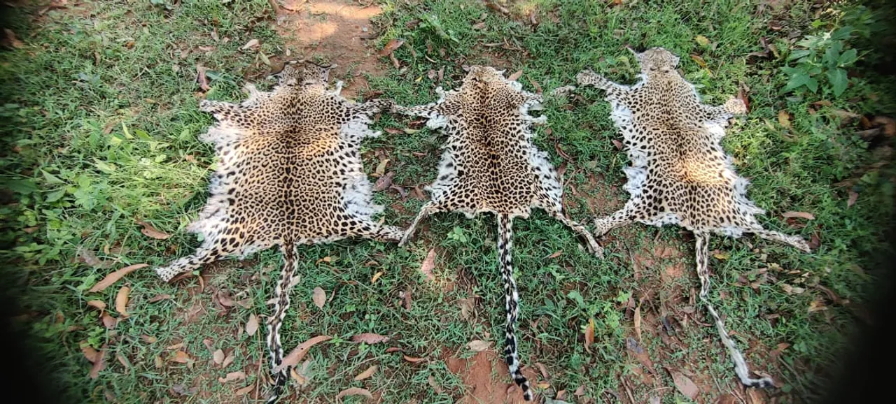  Man arrested with three leopard skins in Odisha's Rayagada