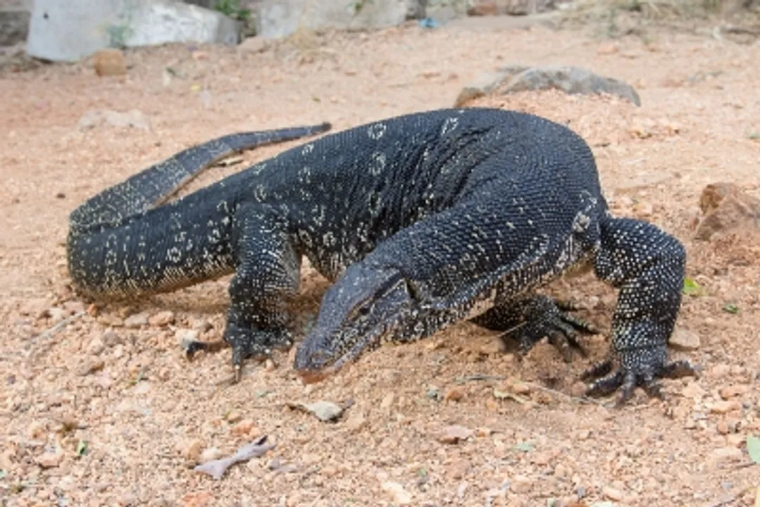  Huge Monitor Lizard prevented from taking a free truck ride