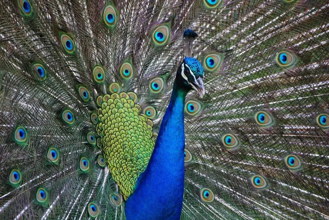 Peacock tortured to death in MP's Katni, search on for accused