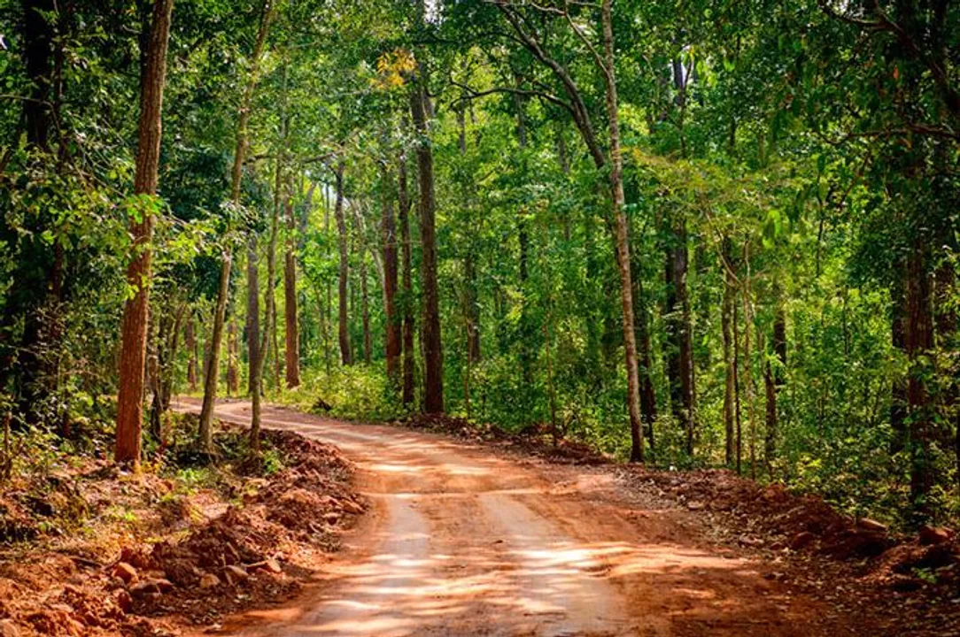  Odisha: Stranded tourists rescued after 16 hrs from Similipal sanctuary