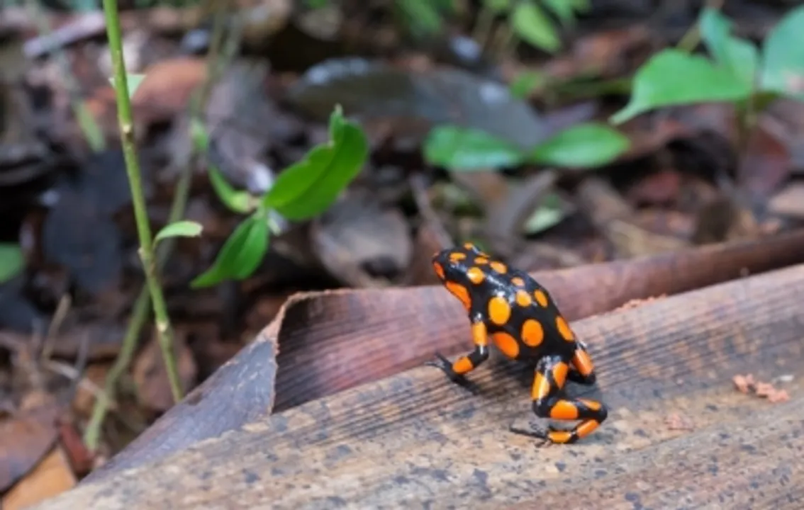  CITES to review trade in wild, captive-bred animals