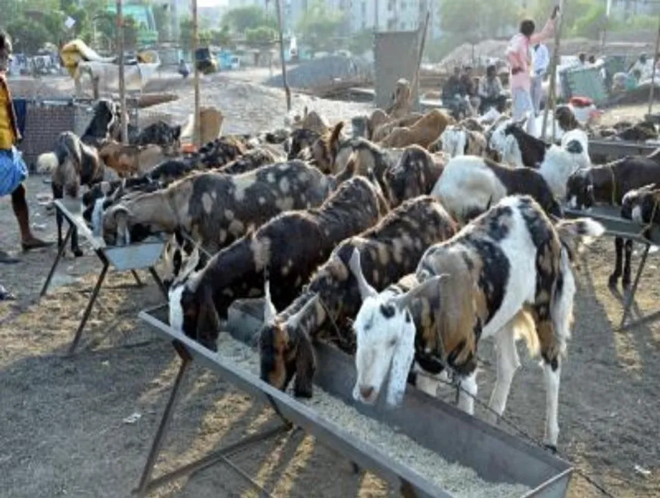  Two goats with 'Allah' mark sold in Lucknow for Rs 51 lakhs