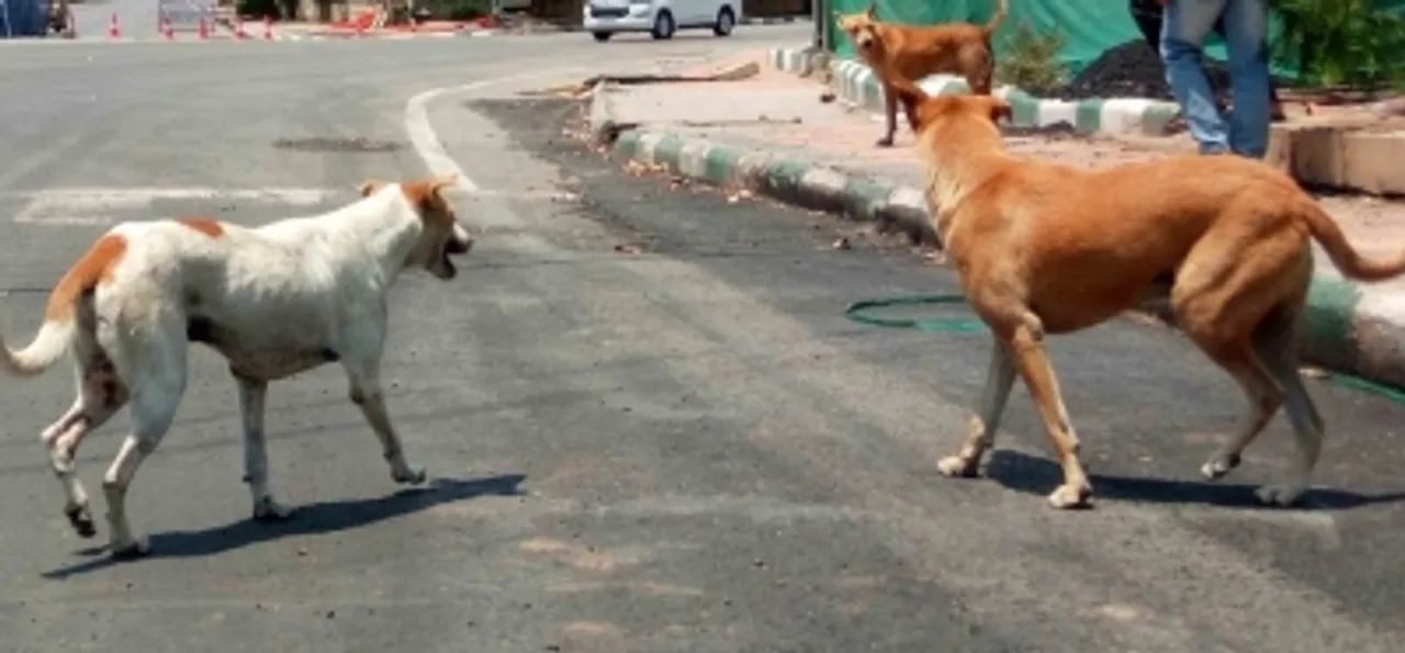  3-yr-old toddler mauled to death by stray dogs in Agra