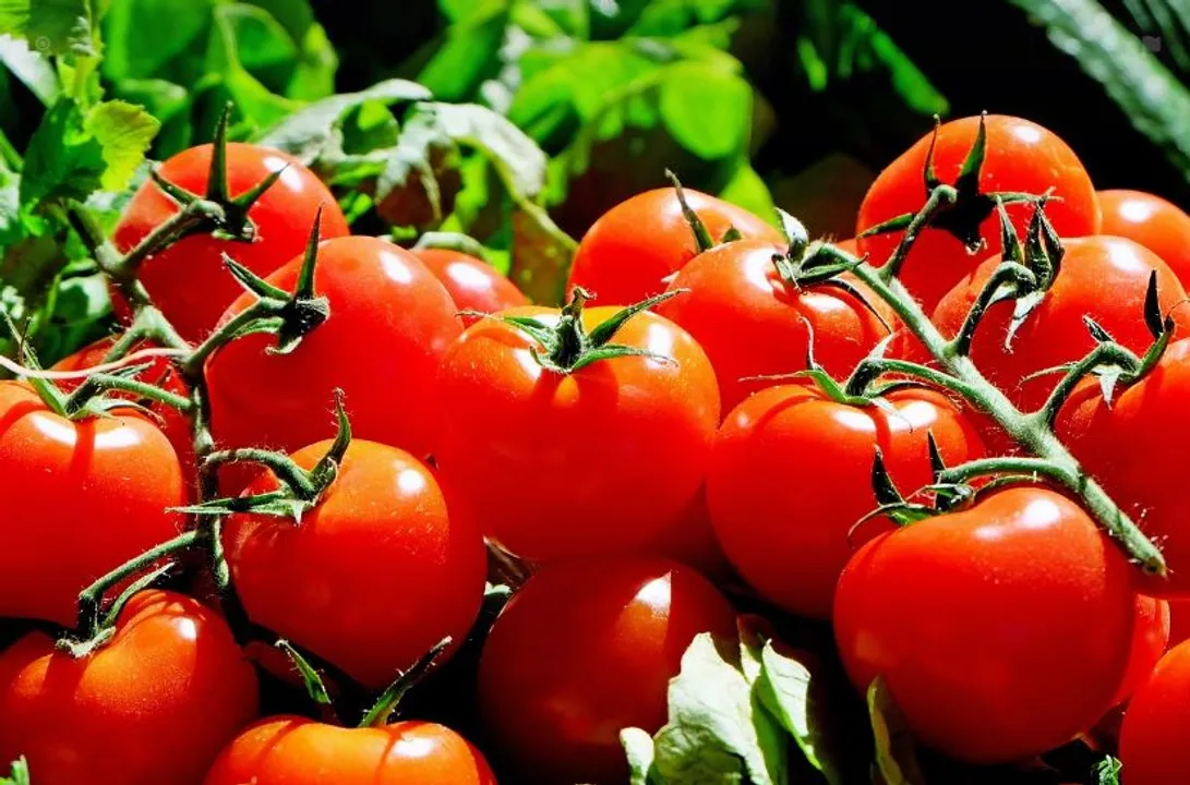  Tomato prices to stabilise within next 15 days, says government