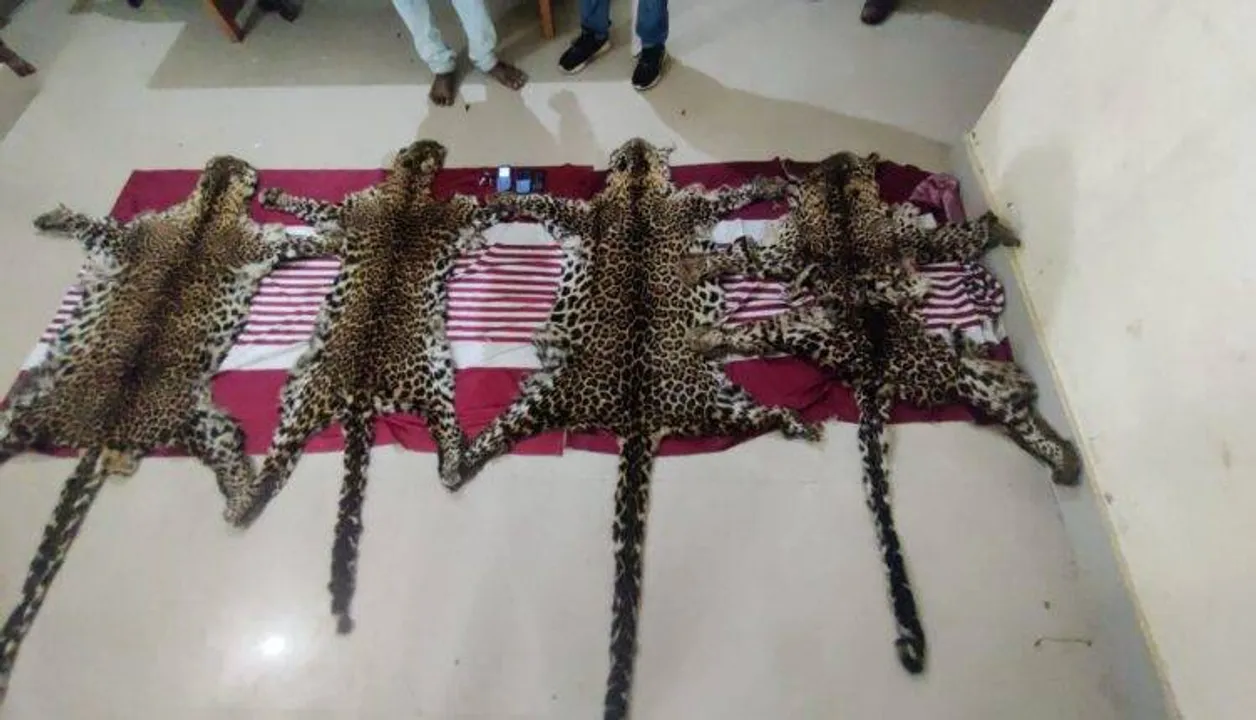  4 leopard hides seized, 3 held in Odisha’s Mayurbhanj