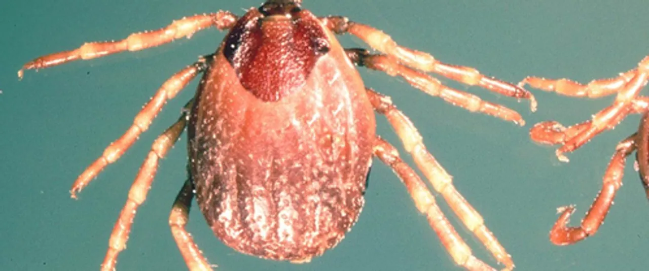  Climate change to spur spread of tick-borne ‘deadly virus’ in UK: Report