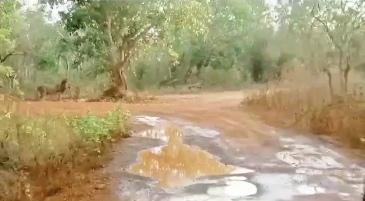  [Watch] Tourists stuck inside Lion Safari at Nandankanan Zoo