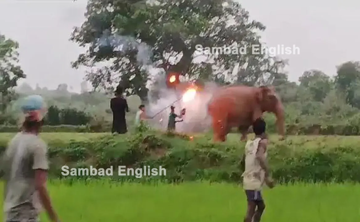  Odisha: Fire torches thrown to drive away elephant herd; DFO orders probe after video goes viral