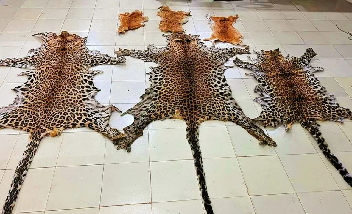  STF seizes 3 leopard and 3 deer hides following raid in Odisha’s Kalahandi, 1 arrested