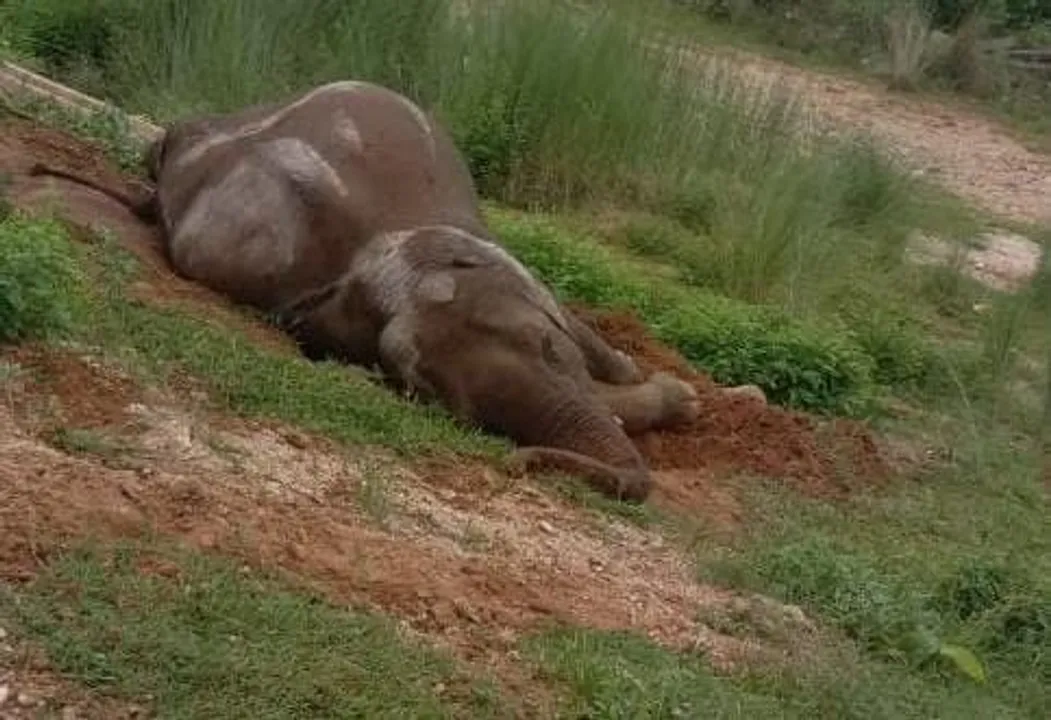  2 jumbos die, another critical after collision with train in Odisha's Keonjhar