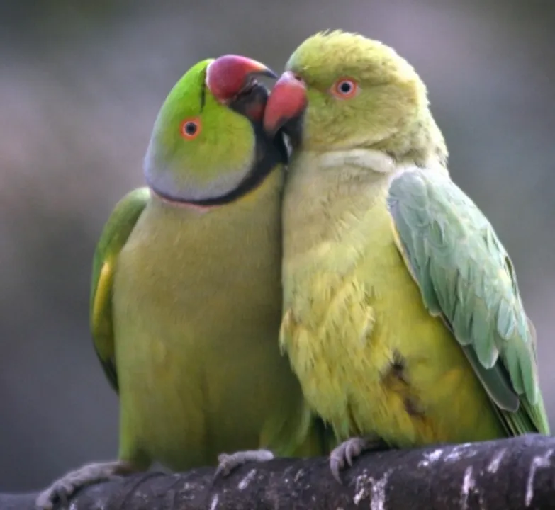  Bengal to soon impose ban on keeping Indian bird species as pets
