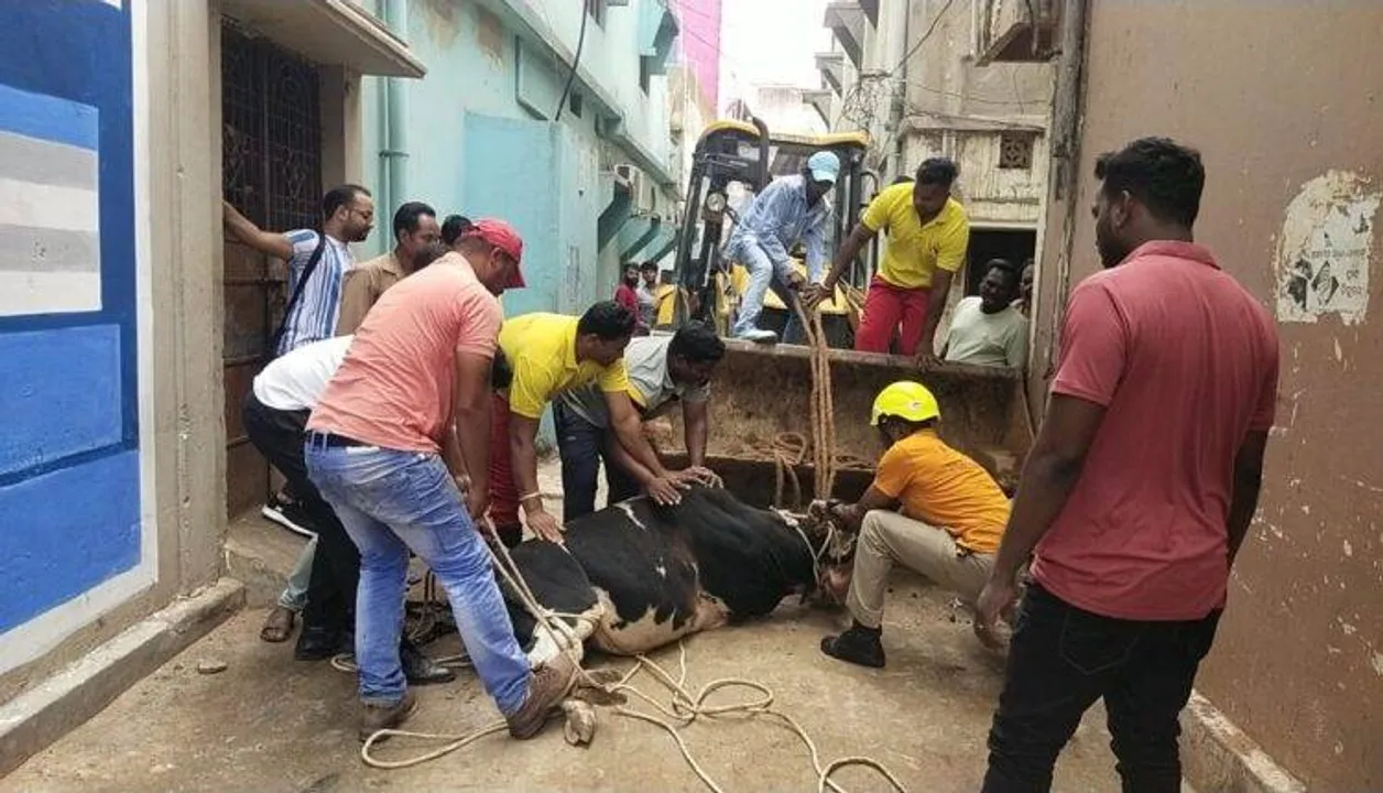  Elderly woman killed, 5 others injured in stray bull attack at Odisha’s Jeypore