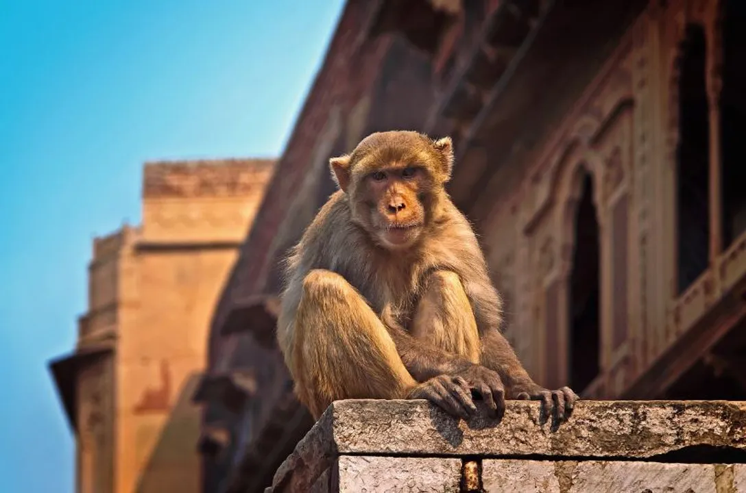  Monkey snatches bag containing Rs 1 lakh in UP; Here's what happened next