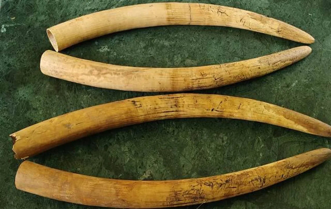 Four elephant tusks seized, 5 arrested in Odisha's Mayurbhanj