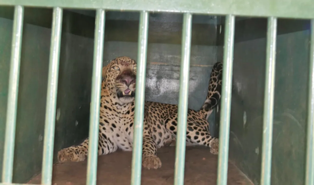  Rising man-animal conflict raises safety concerns for Tirumala devotees