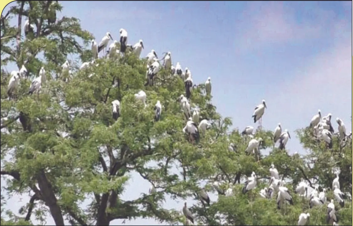  Killing Asian openbill a crime in this Odisha village