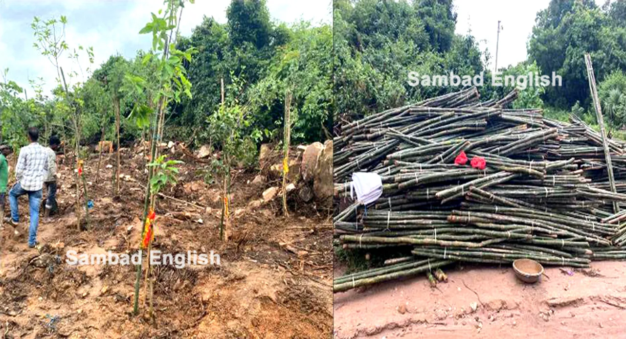  Odisha: OFDC to bring trees from Rajahmundry for ‘massive’ plantation drive in Sikharchandi hill