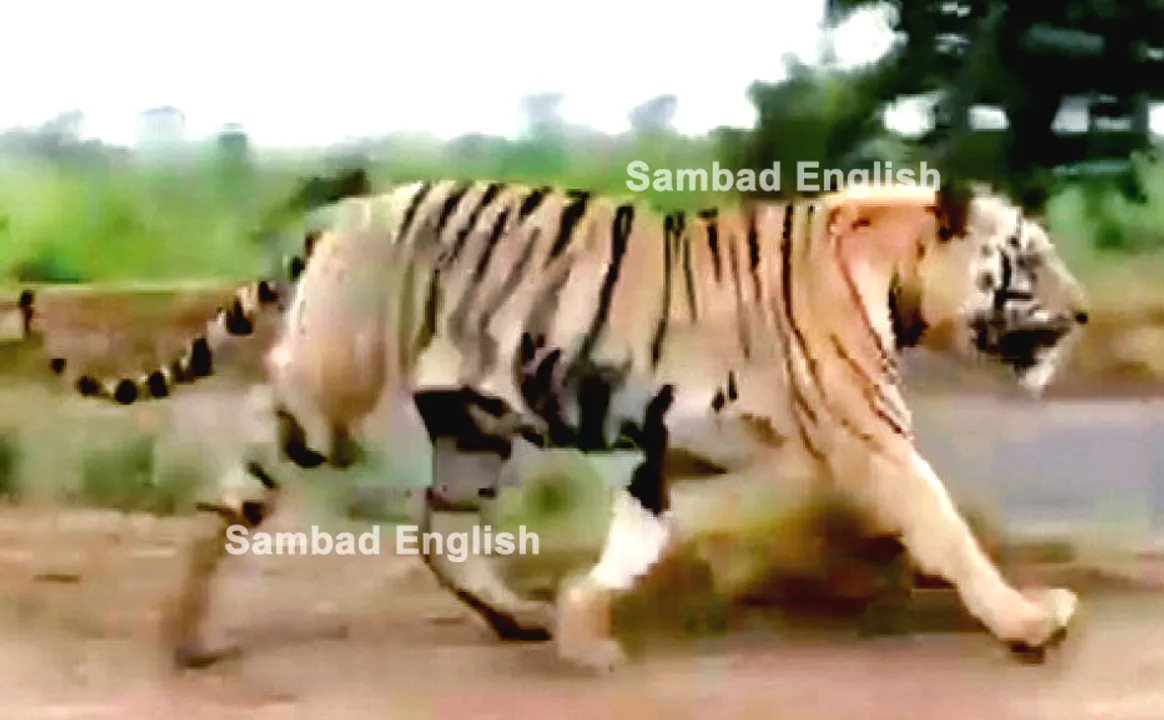  Royal Bengal tiger moving in Srikakulam areas of AP bordering Odisha’s Rayagada