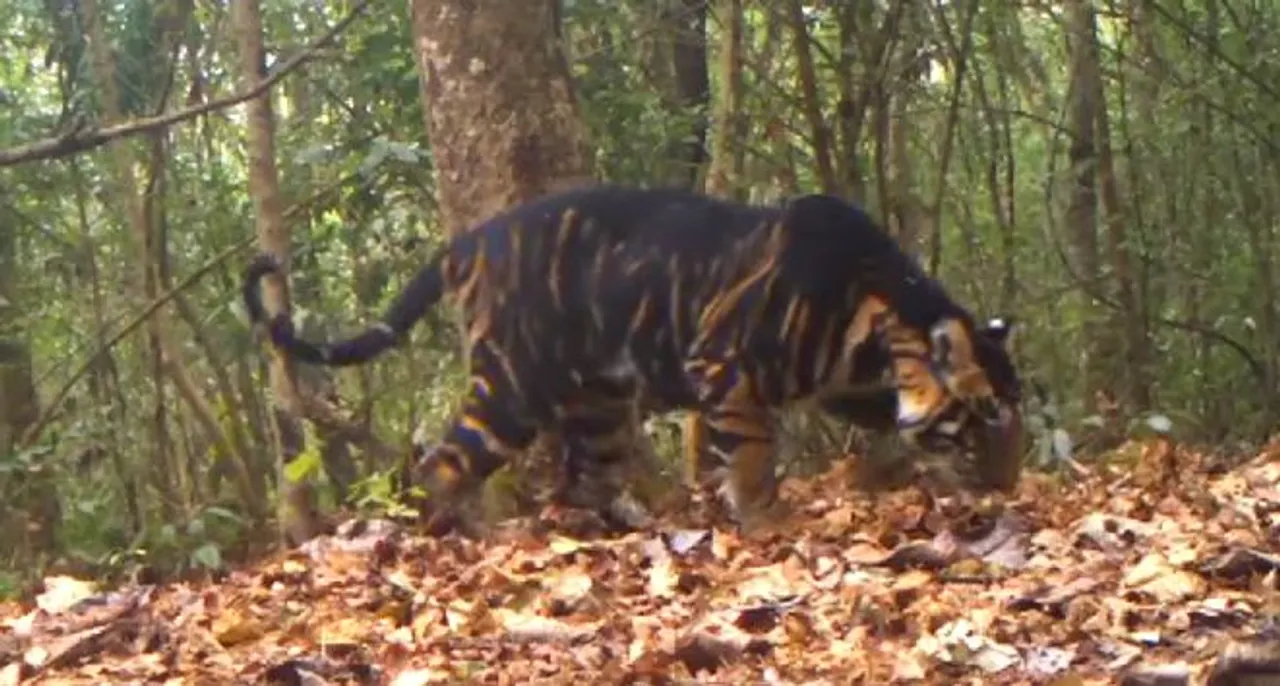  Odisha: Similipal seeks experts’ help as tigers changed their stripes (Watch Video)