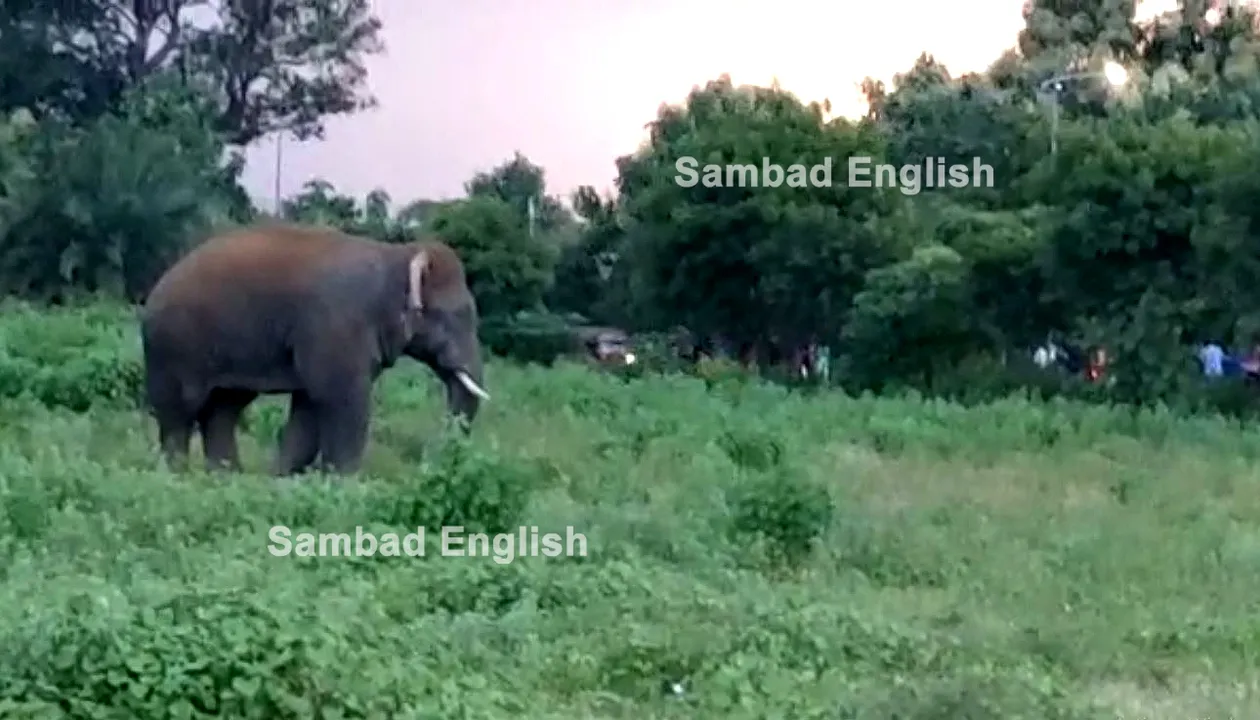  Tusker tramples woman to death in Odisha’s Sundargarh; 3 killed in a month