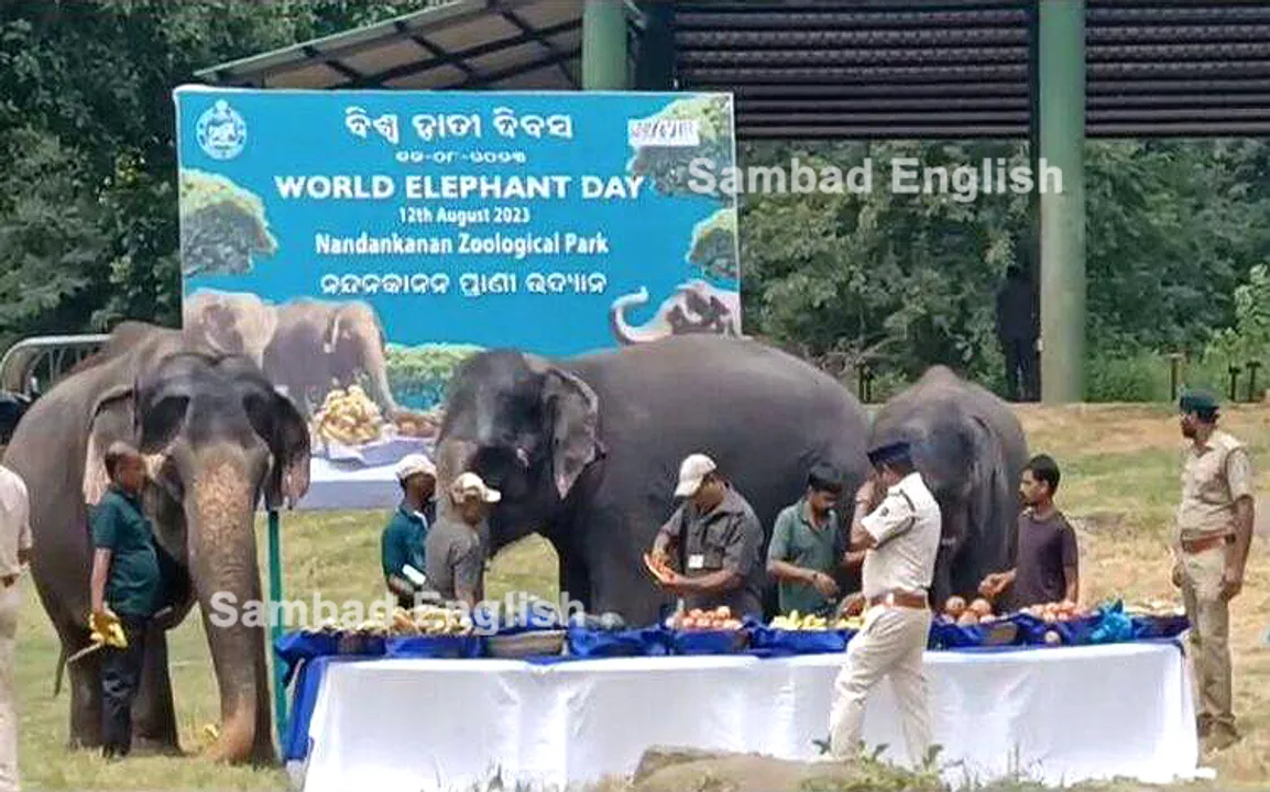 World Elephant Day: Signature campaign, competitions organised in Odisha’s Nandankanan Zoo