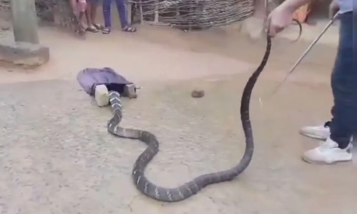  14-ft-long king cobra rescued from house in Odisha’s Dhenkanal