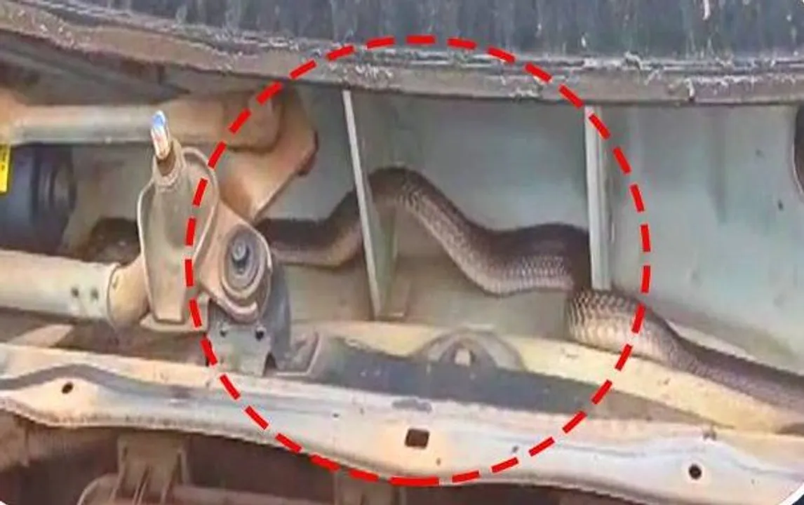  Mechanic finds cobra under car bonnet in Odisha’s Jeypore