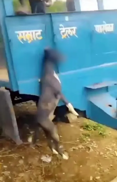  Maharashtra man hangs stray dog for damaging tractor seat, video evokes outrage