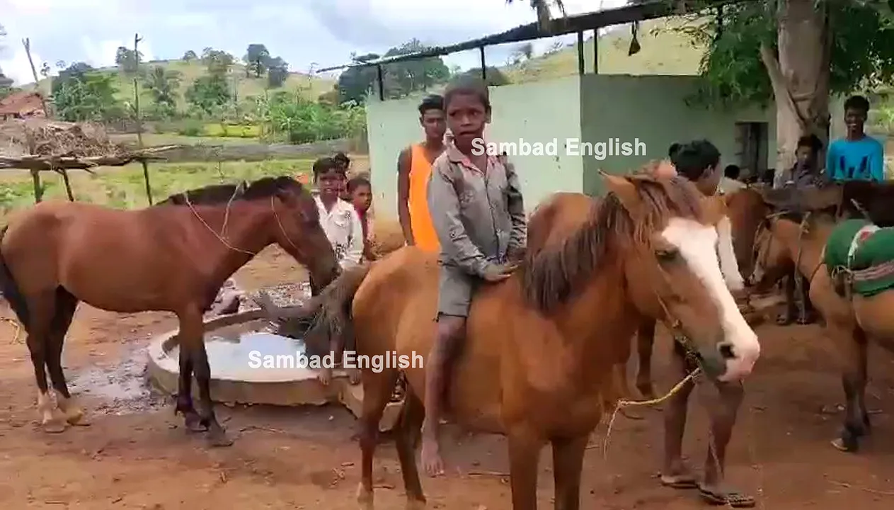  OUAT to vie for ‘EIGHTH SPECIES’ status to typical pony horses of Odisha’s Malkangiri
