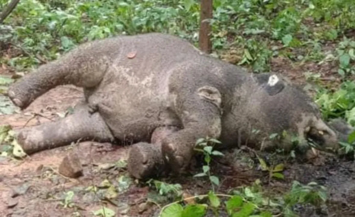  2 jumbo carcasses found in Satkosia wildlife sanctuary in Odisha