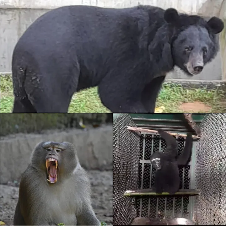  Odisha's Nandankanan Zoo welcomes 5 new guests
