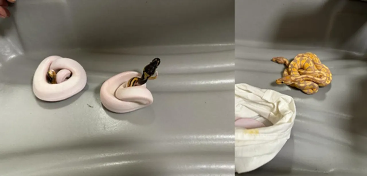  Man with 12 pythons arrested at Chennai airport