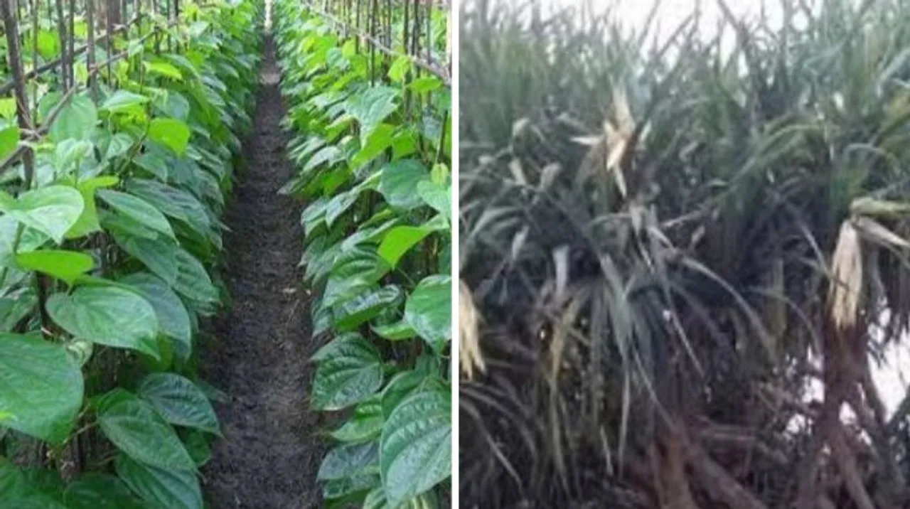  Odisha govt announces financial aid for betel leaf, kewra farmers