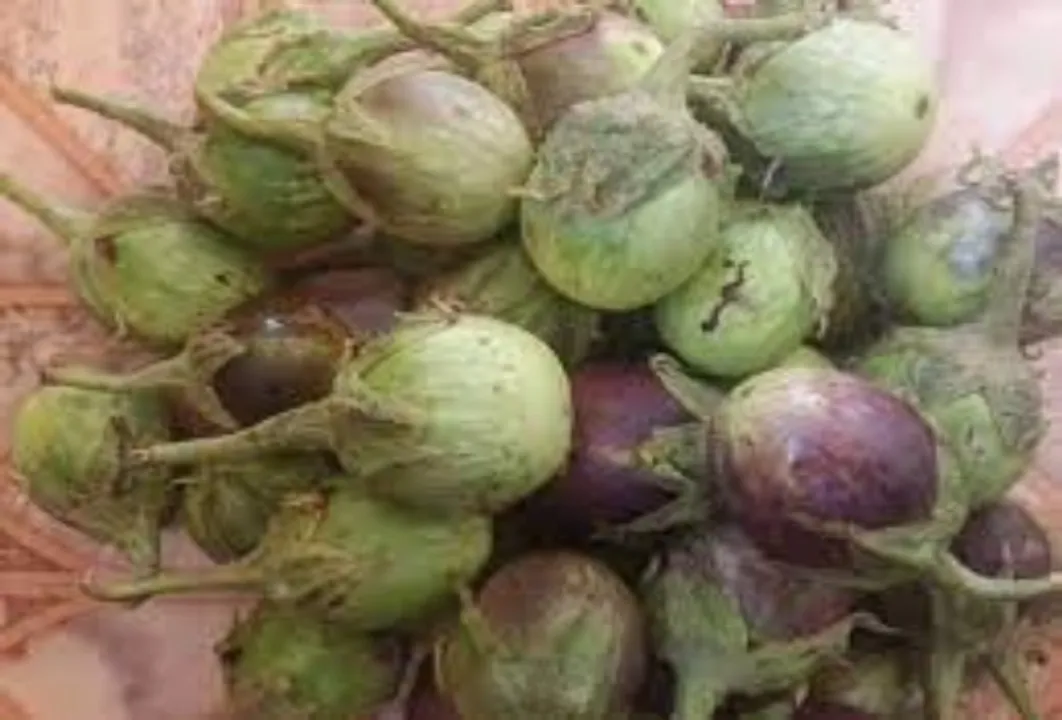  Odisha's famous Nayagarh Kanteimundi Brinjal gets GI tag