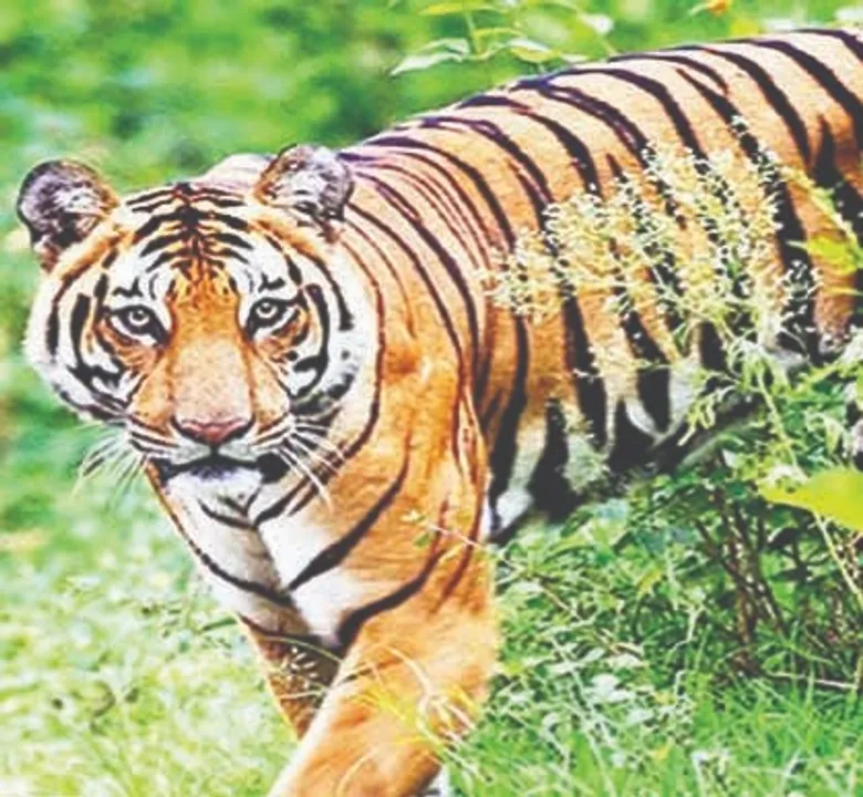  Tiger census begins in Odisha's Similipal National Park