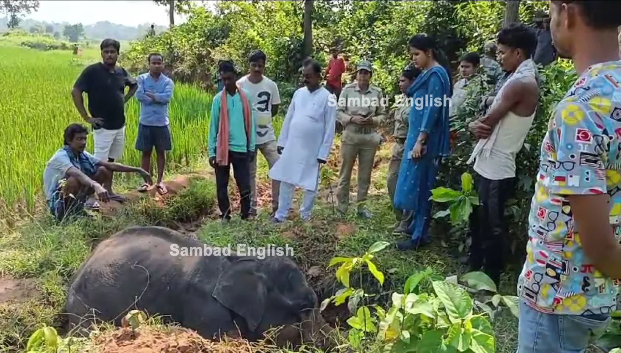  Sick elephant dies while undergoing treatment in Odisha’s Balasore; locals allege neglect
