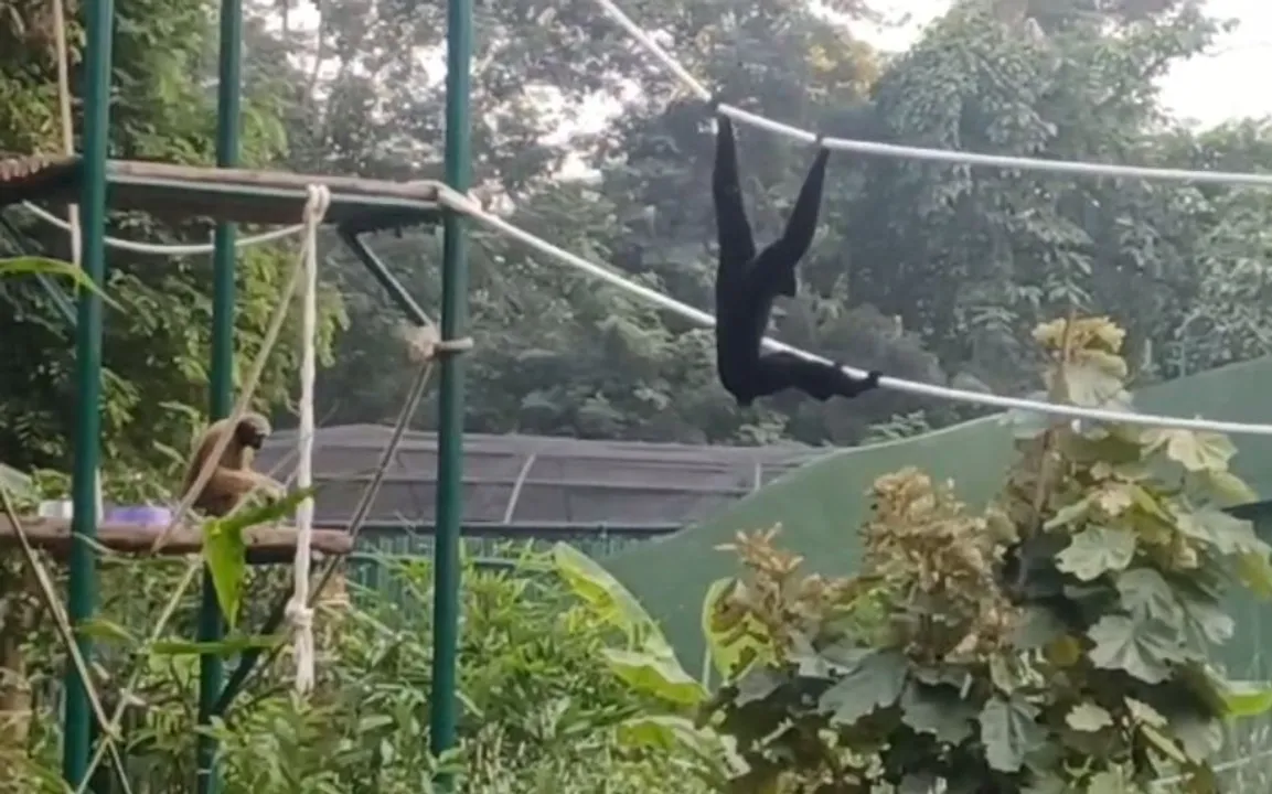  Odisha: Hoolock Gibbon enclosure at Nandankanan thrown open for visitors (watch)